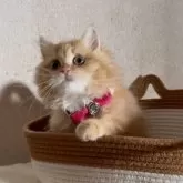 ミヌエット(長足)【大阪府・女の子・2025年4月22日・レッドタビー】の写真5