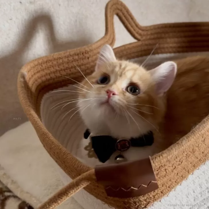 K.O 様のお迎えした子猫