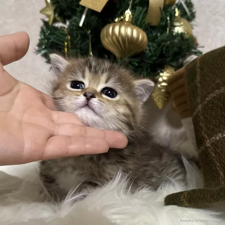 ミヌエット(短足)【大阪府・女の子・2025年10月14日・ブラウンマッカレルタビー】の写真1