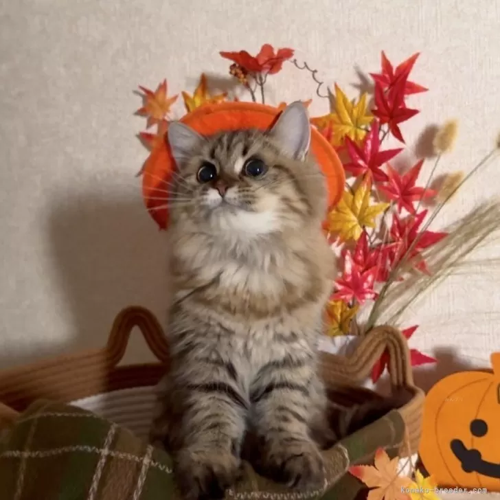 ミヌエット(長足)【大阪府・女の子・2025年4月3日・ブラウンタビー】の写真1