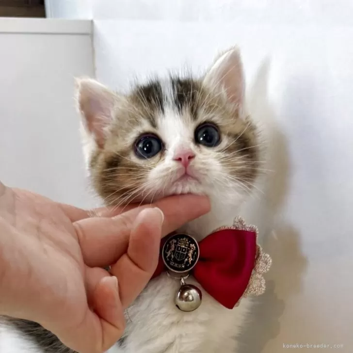 K.I 様のお迎えした子猫