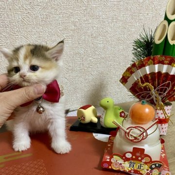 ミヌエット【大阪府・女の子・2024年11月14日・キャリコ（短毛）】の写真「2024年上半期大阪府アワード第3位受賞🏆」