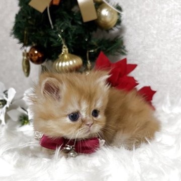 ミヌエット(短足)【大阪府・女の子・2025年10月15日・レッドタビー（長毛）】の写真「ぷくぷくほっぺの短足タレ目の激カワちゃん❤️」