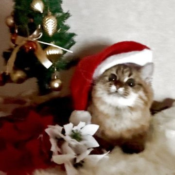 ミヌエット(長足)【大阪府・女の子・2025年4月3日・ブラウンタビー（長毛）】の写真「🏆2025上半期ミヌエット関西3位大阪2位受賞」