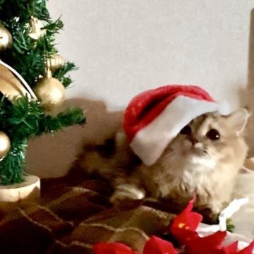 ミヌエット(長足)【大阪府・女の子・2025年4月22日・ブラウンパッチドタビー（長毛）】の写真「🏆2025上半期ミヌエット関西3位大阪2位受賞」