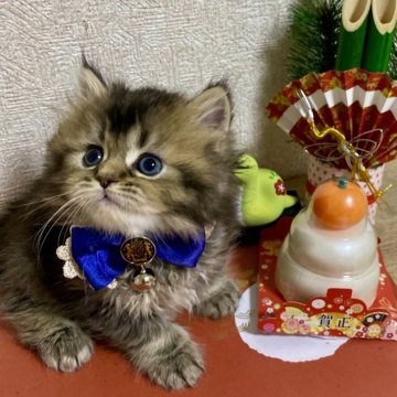 ミヌエット【大阪府・男の子・2024年11月14日・ブラウンタビー（長毛）】の写真「2024年上半期大阪府アワード第3位受賞🏆」