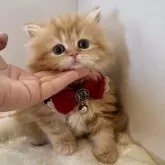 ミヌエット(長足)