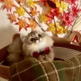 ミヌエット(短足)