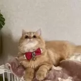 ミヌエット(長足)