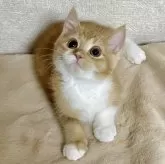 ミヌエット(長足)