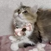 ミヌエット(長足)