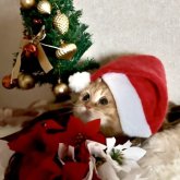 ミヌエット(長足)