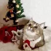 ミヌエット(短足)