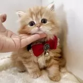 ミヌエット(長足)【大阪府・女の子・2025年4月22日・レッドタビー】の写真7