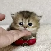 ミヌエット(短足)【大阪府・女の子・2025年5月25日・ブラウンパッチドタビー】の写真10