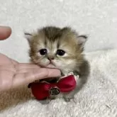 ミヌエット(短足)【大阪府・女の子・2025年5月25日・ブラウンパッチドタビー】の写真12