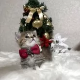 ミヌエット(短足)【大阪府・女の子・2025年10月14日・ブラウンマッカレルタビー】の写真9