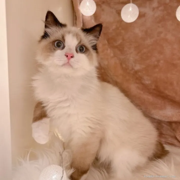 ID：2305-02980の子猫