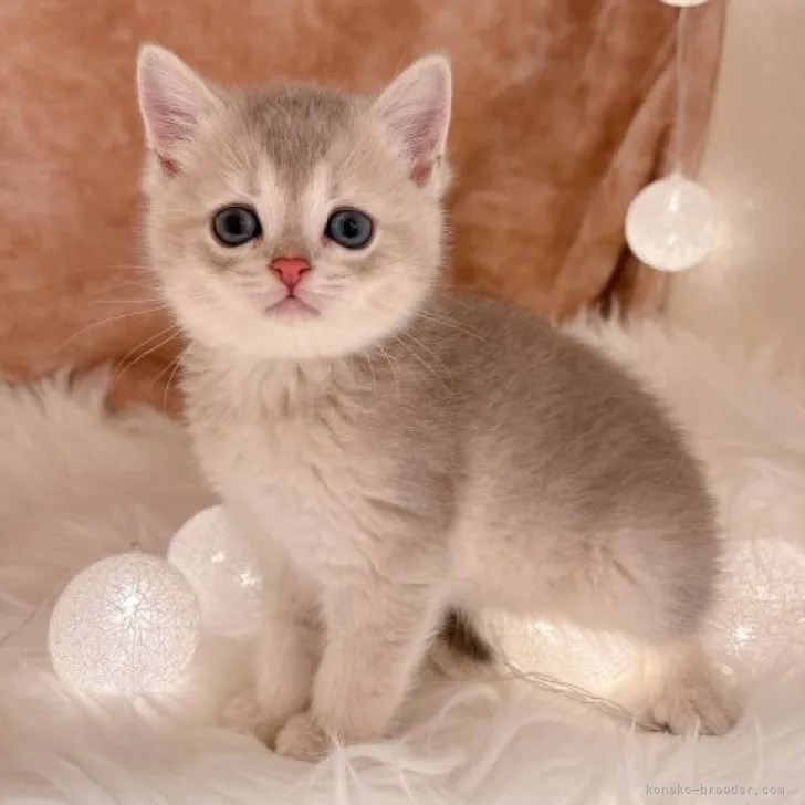 cindy 様のお迎えした子猫