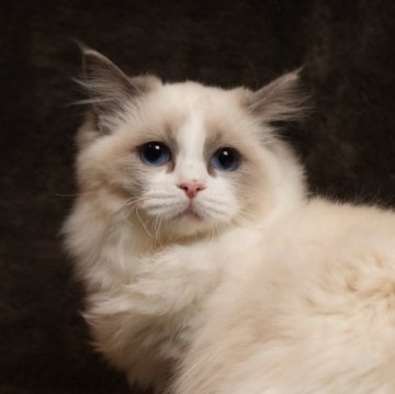 ラグドール【神奈川県・女の子・2023年7月20日・シールポイントバイカラー】の写真「好奇心旺盛で元気いっぱい瞳の綺麗な美人さん♡」