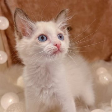 ラグドール【神奈川県・女の子・2023年7月7日・シールポイントバイカラー】の写真「まん丸おめめの可愛い元気いっぱいな女の子♥」