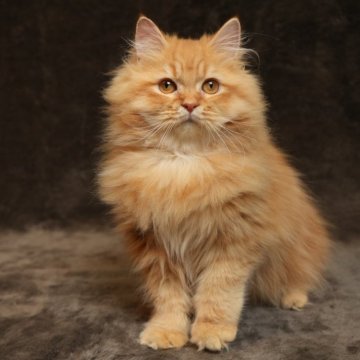 サイベリアン【神奈川県・男の子・2024年6月5日・レッドタビー】の写真「好奇心旺盛な甘えん坊男の子✨」