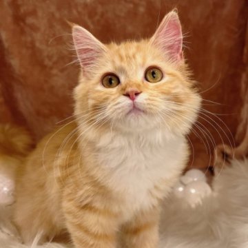 サイベリアン【神奈川県・男の子・2023年7月10日・レッドタビー&ホワイト】の写真「運動神経抜群の元気いっぱいな男の子♪」