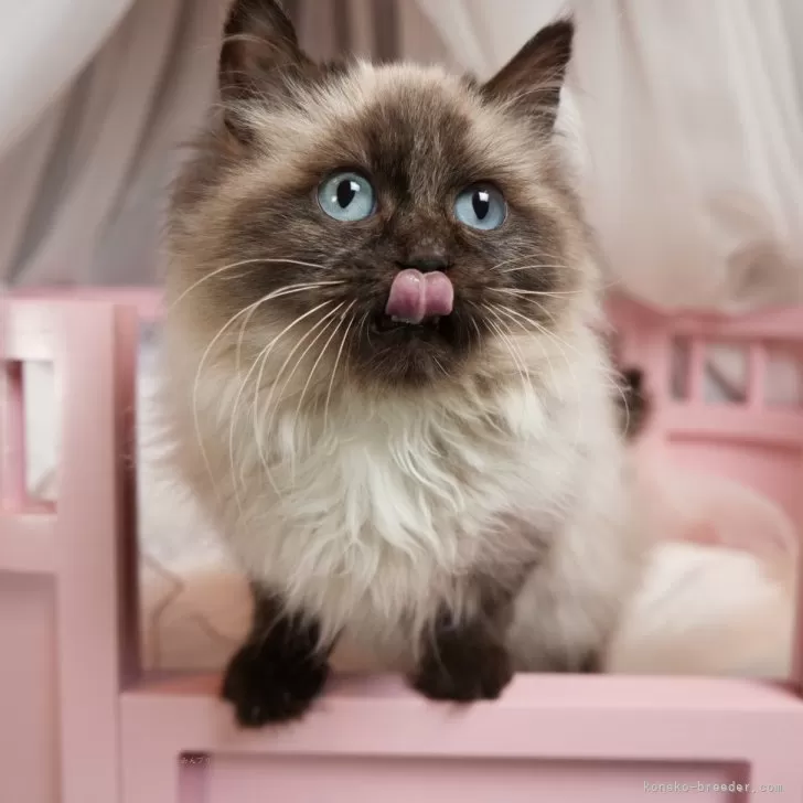 ID：2503-00081の子猫