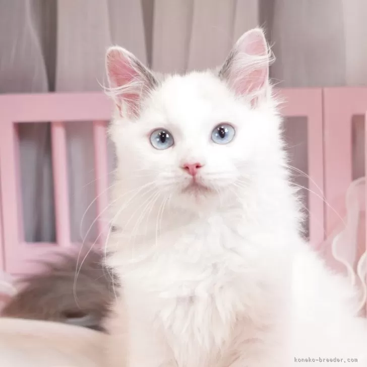 かえで 様のお迎えした子猫