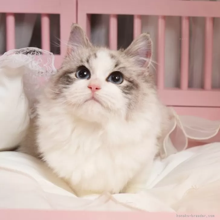 ID:2503-00085の子猫