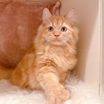 サイベリアン【神奈川県・男の子・2024年6月5日・レッドタビー】の写真「凛々とする美男子」