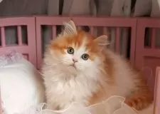 サイベリアン【神奈川県・男の子・2024年11月5日・レッドタビー】の写真4