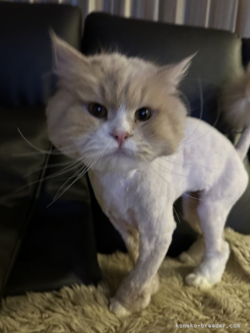 スコティッシュフォールド【・男の子・2022年2月20日・クリームアンドホワイト】「すばしっこく、少し臆病で優しい男の子です。」