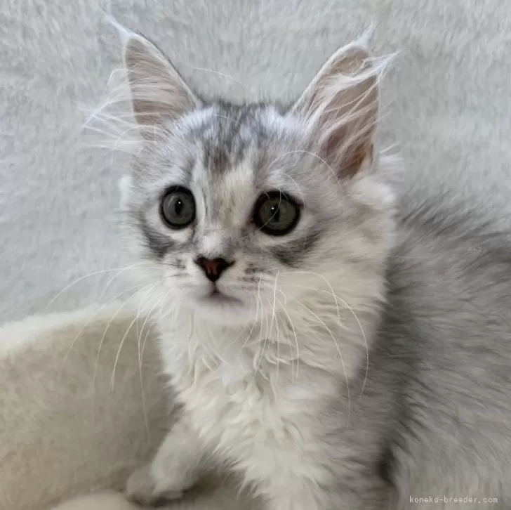 ID:2404-00715の子猫