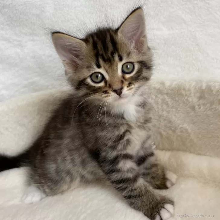 ID:2408-02542の子猫