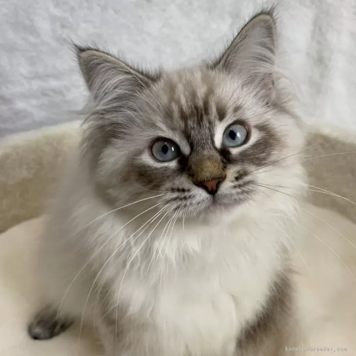 にゃんこ 様のお迎えした子猫