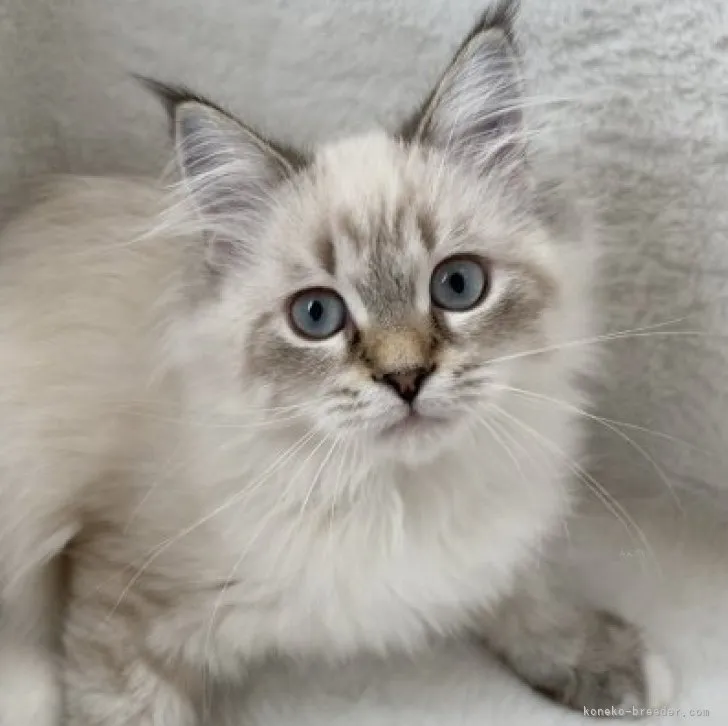ID：2309-03101の子猫