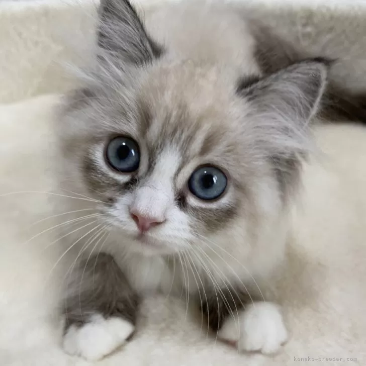 ID：2405-03280の子猫