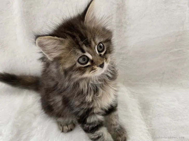 ID：2201-00076の子猫