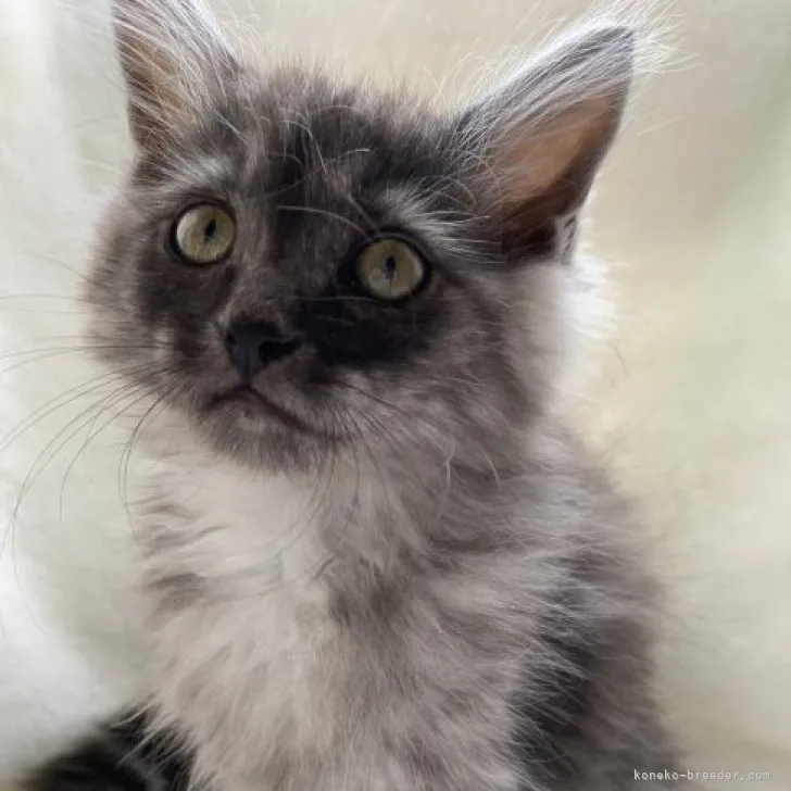 ID：2309-03086の子猫