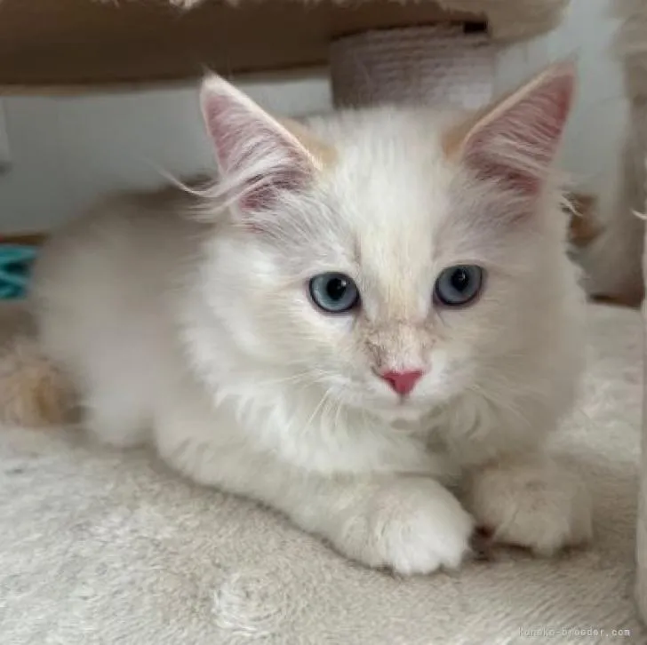 ID:2210-02419の子猫