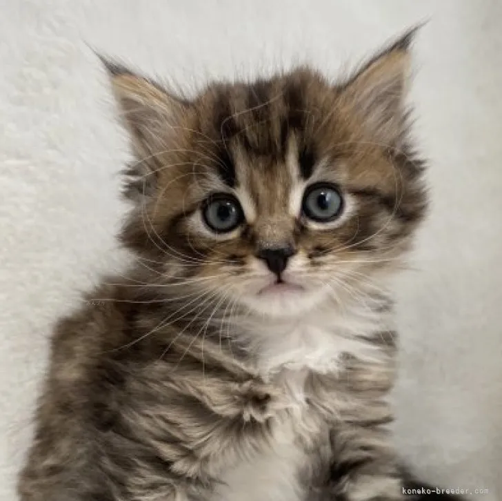 T 様のお迎えした子猫