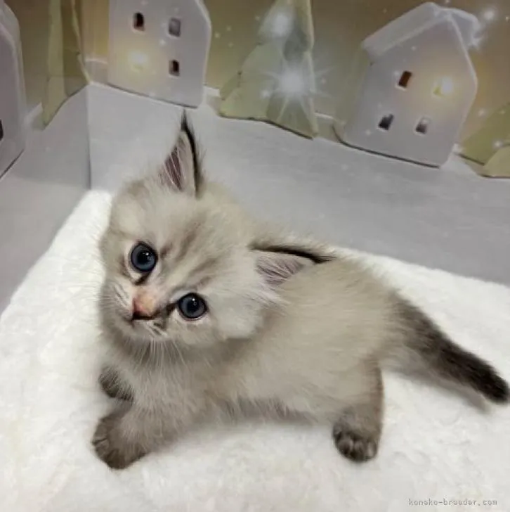 ID:2212-00276の子猫