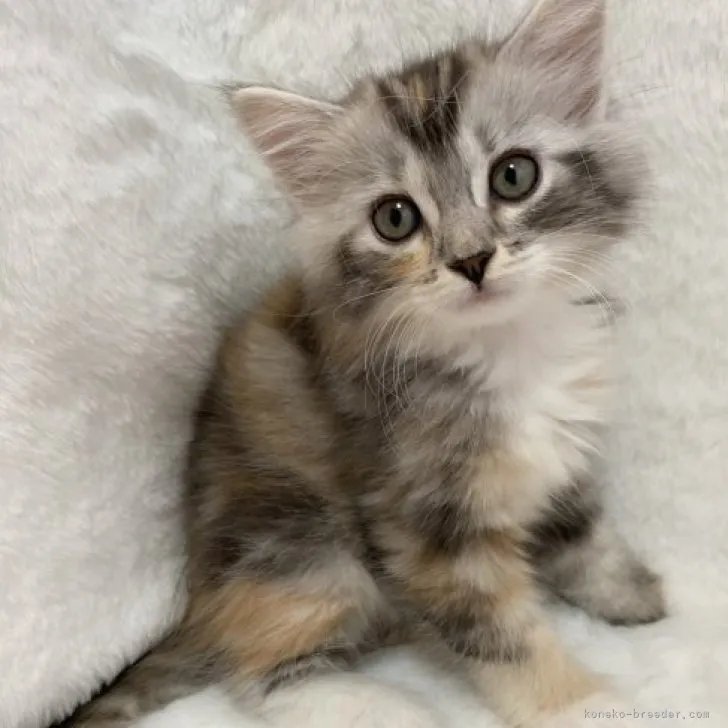 KT 様のお迎えした子猫