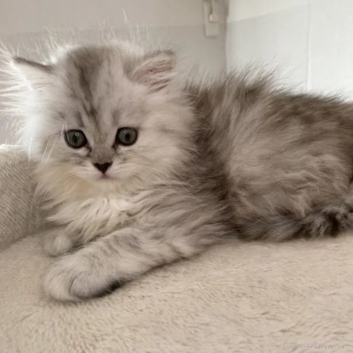 ID：2211-01795の子猫