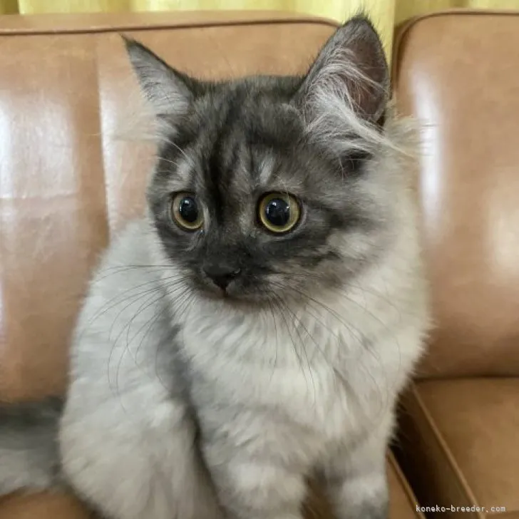 ID：2303-03143の子猫