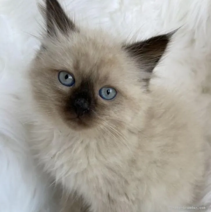 ID:2301-00829の子猫