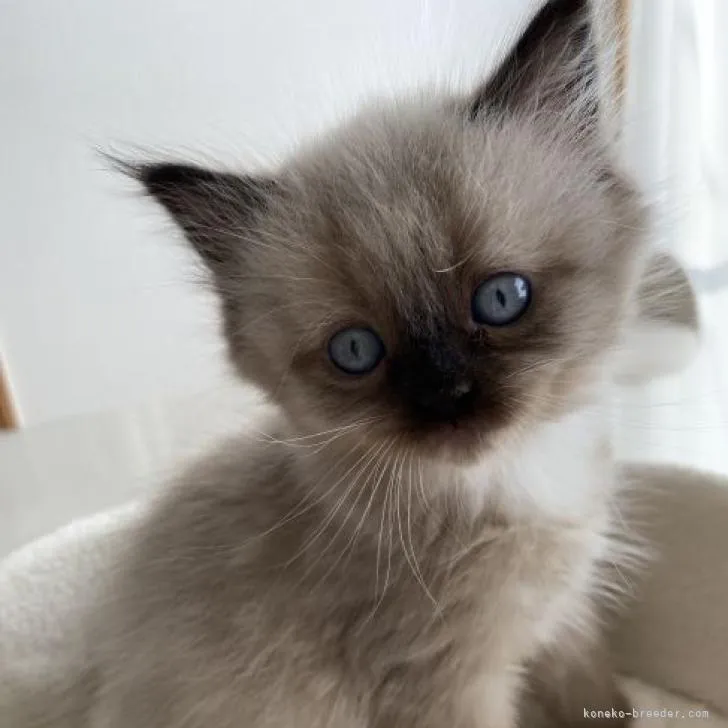 ID：2212-00462の子猫