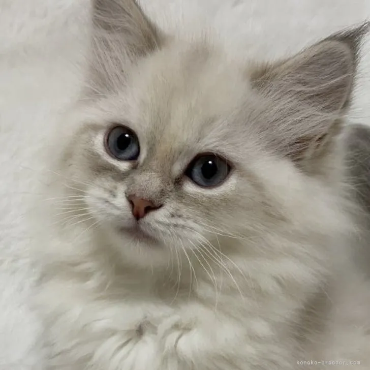 T.F 様のお迎えした子猫