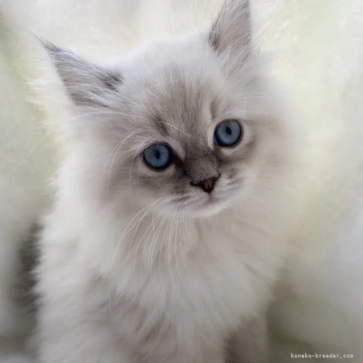 ID：2310-01501の子猫